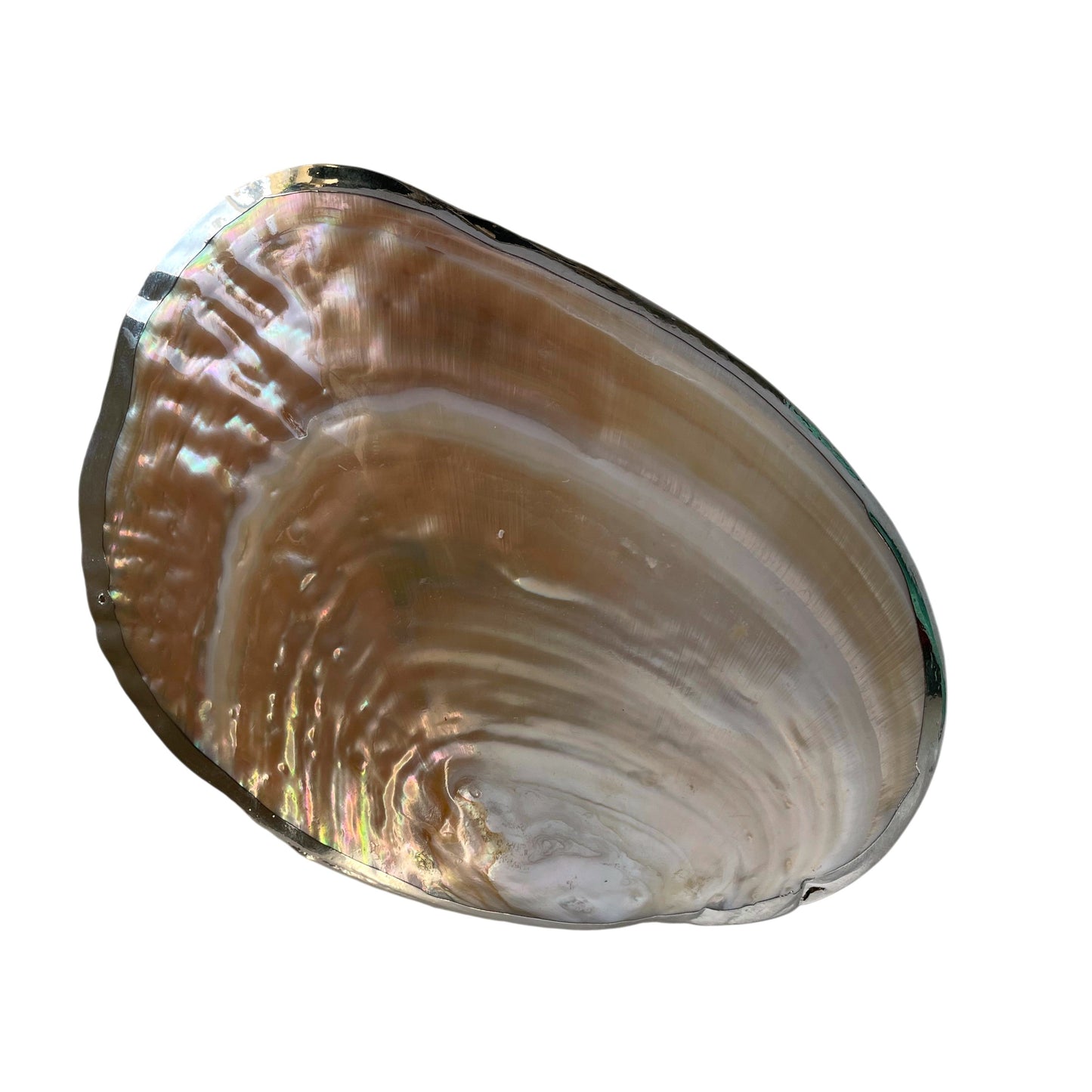 Muschel Schale Chrome