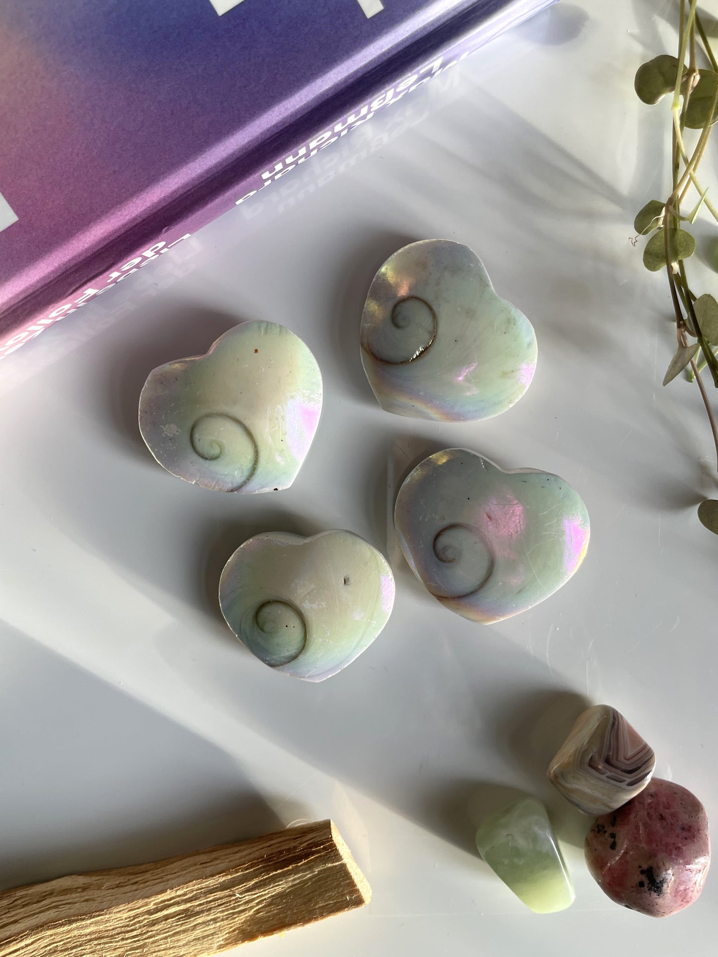 Shivas Eye Operculum [coated]