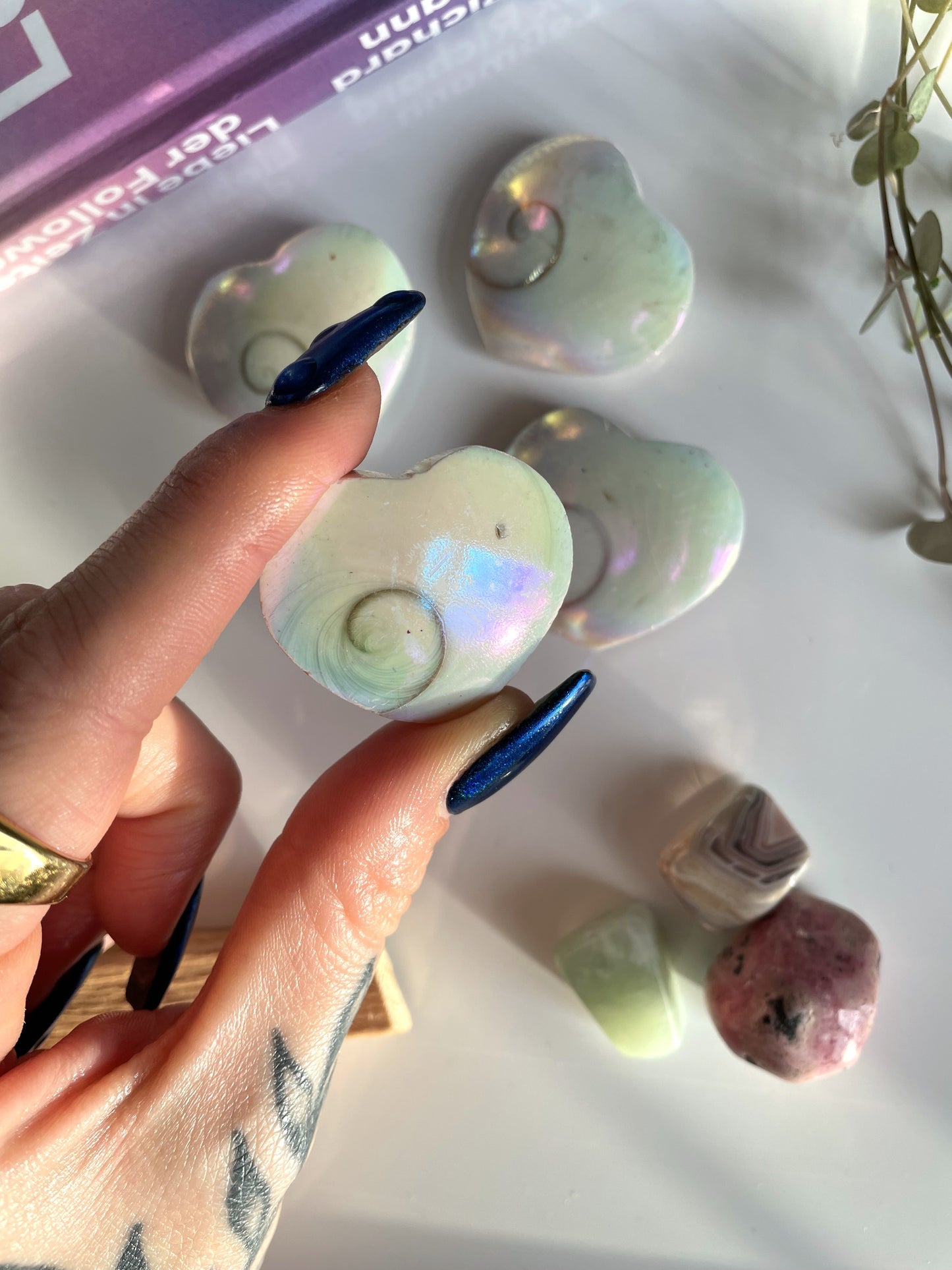 Shivas Eye Operculum [coated]