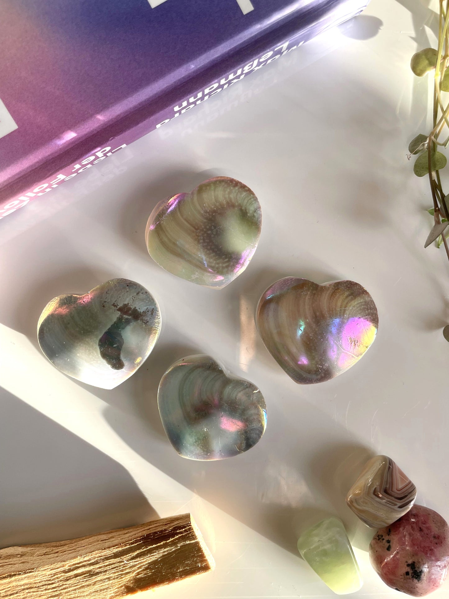 Shivas Eye Operculum [coated]